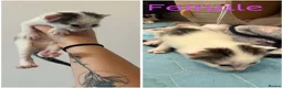 Mixed Breed cats for sale: Beautiful, friendly kittens for sale! - Advert 6