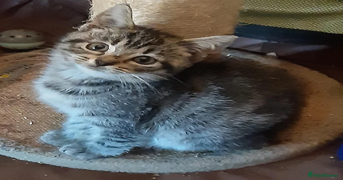 Pets & Animals for adoption | Pets4Homes
