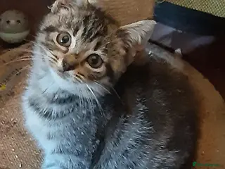 Mixed Breed cats Gorgeous rescue kittens - Advert 1