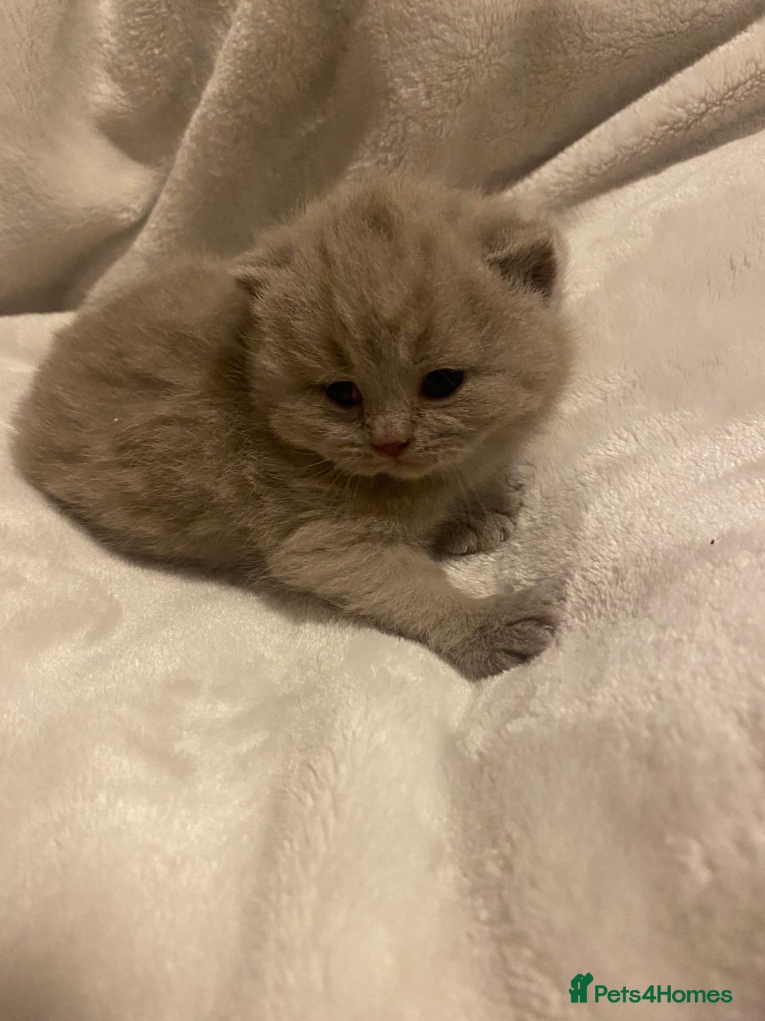 British Shorthair cats for sale: British shorthair ,lilac,pedigree - Advert 4