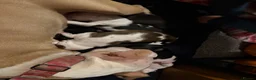 Mixed Breed dogs for sale: Beautiful little of bully/cocker spaniel puppy’s  - Advert 12
