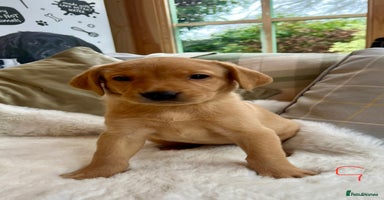 Labrador Retriever dogs Kc reg fox red Labradors  - Advert 6