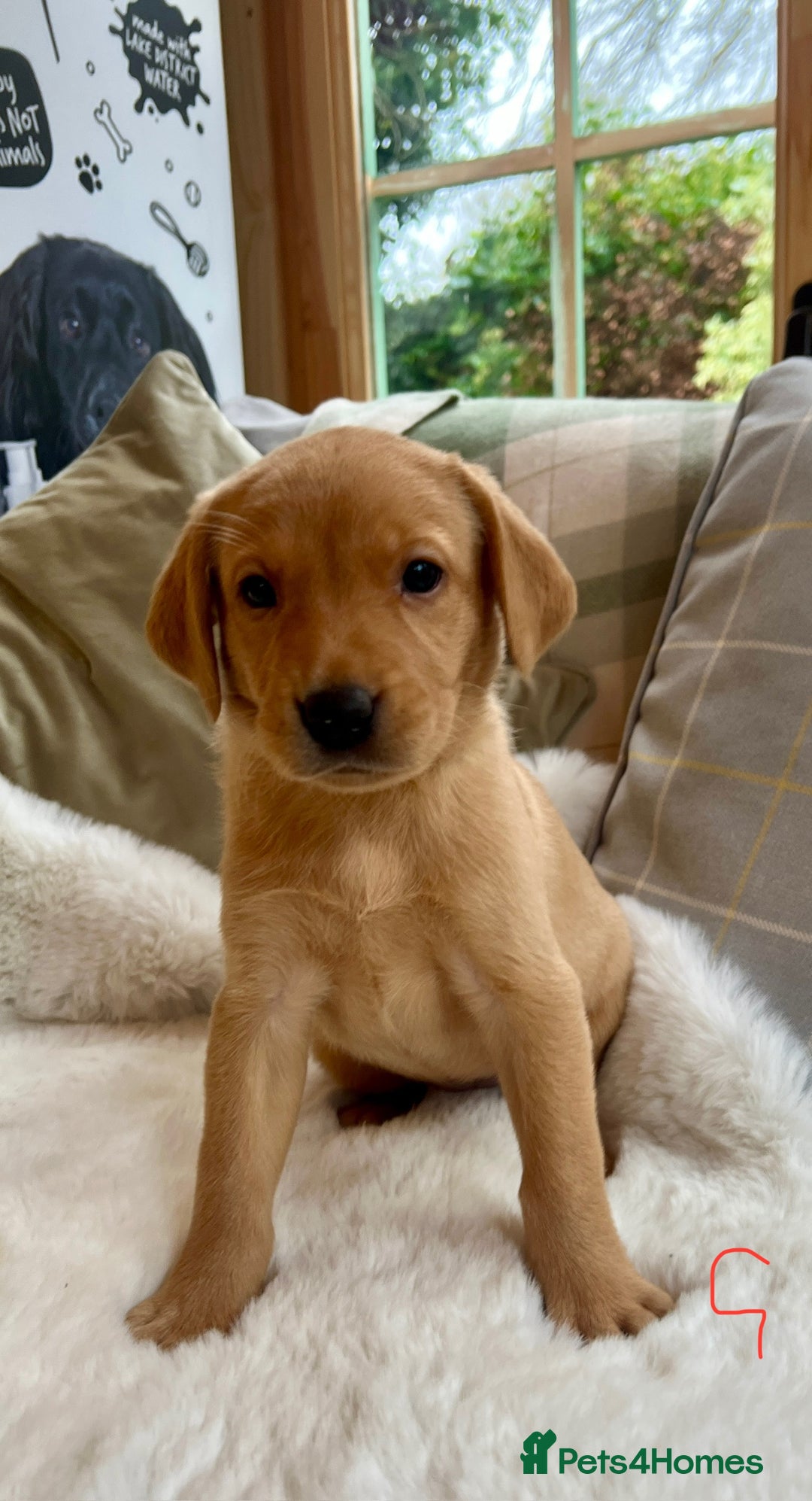 Labrador Retriever dogs for sale: Kc reg fox red Labradors  - Advert 3