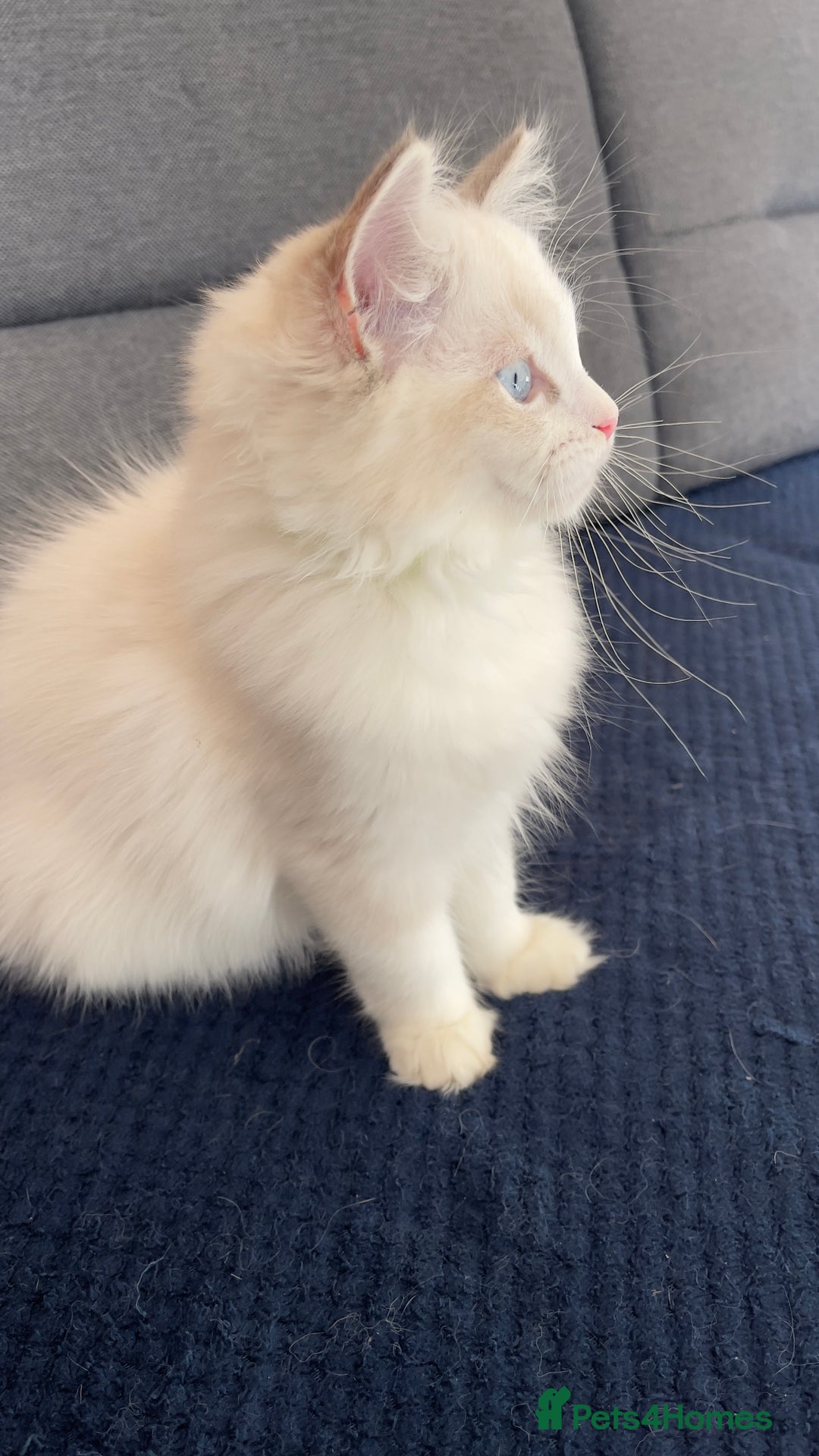 Ragdoll cats for sale: 🌟 Stunning TICA Ragdoll Kittens – Ready Now! - Advert 10