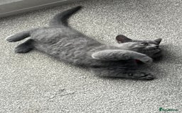 British Shorthair cats for sale: Blue British shorthairs 1 boy 2 girls ready now!! - Image 7
