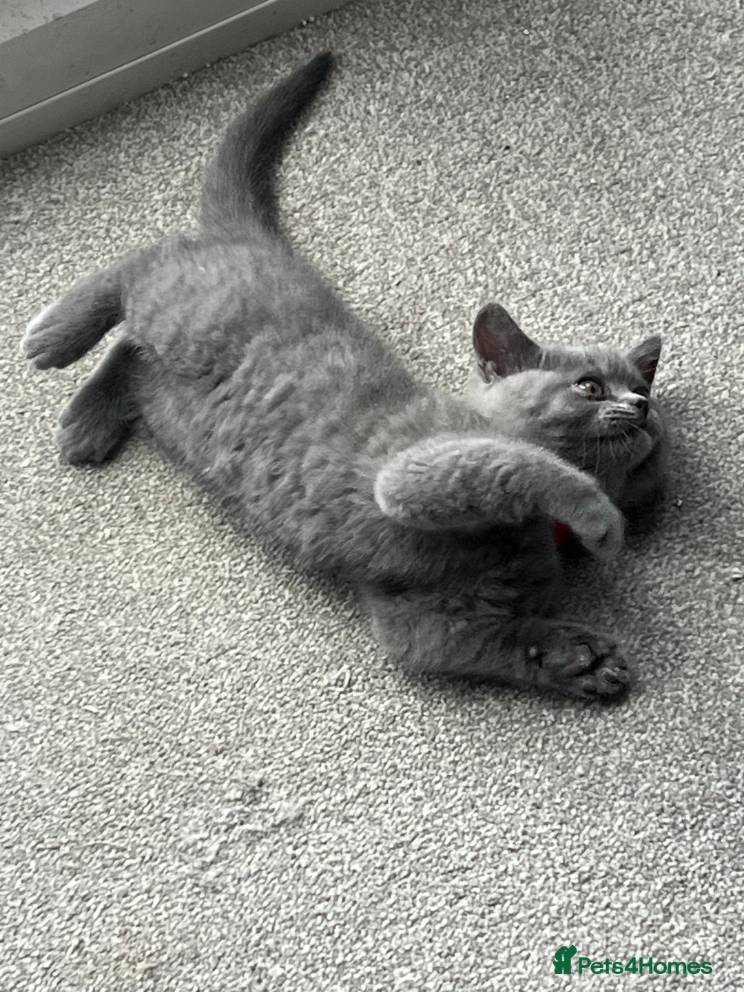 British Shorthair cats for sale: Blue British shorthairs 1 boy 2 girls ready now!! - Image 7