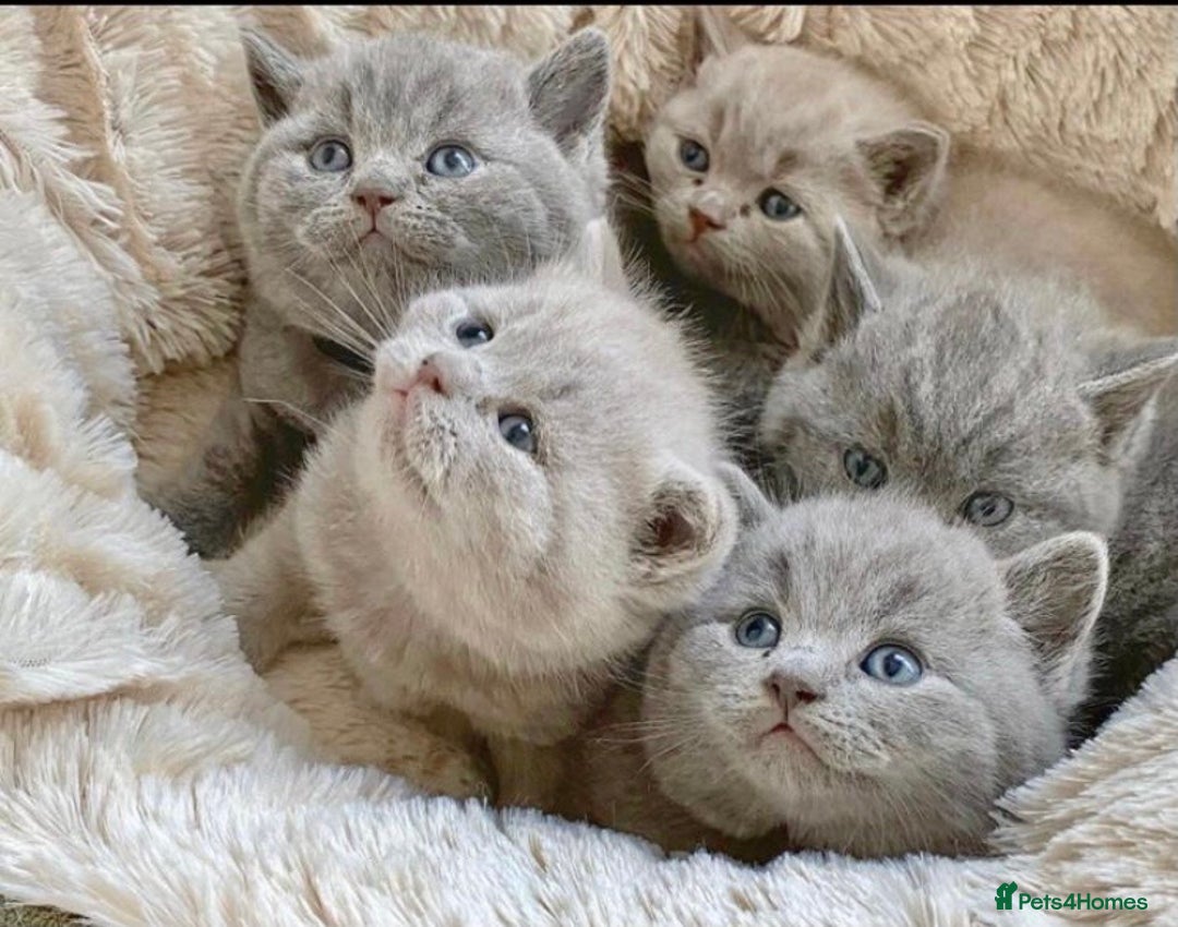 British Shorthair cats for stud: GCCF & TICA BLUE STUD in Derby - Advert 6