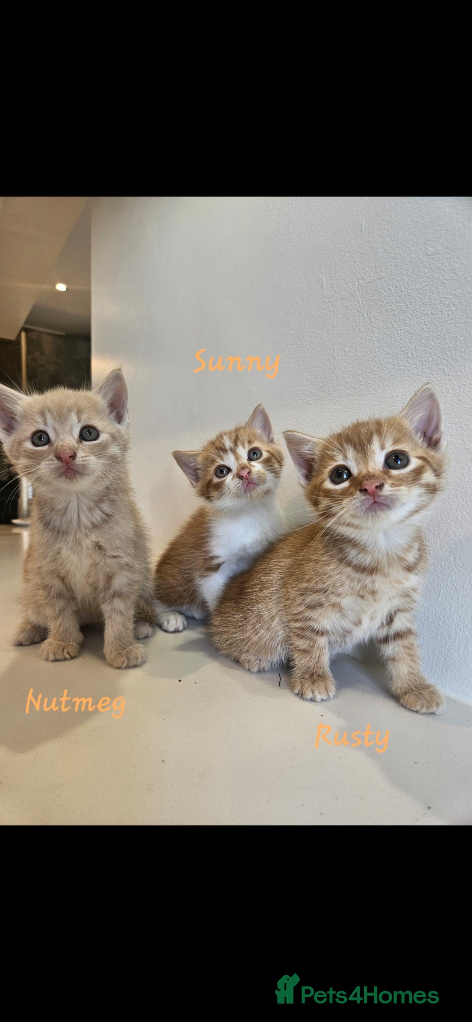 Mixed Breed cats for sale: Kittens  - Advert 3