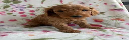 Cockapoo dogs for sale: LAST 3 READY TO LEAVE!!! COCKAPOO PUPPIES - Advert 19