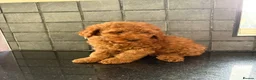 Miniature Poodle dogs for sale: Stunning Fox Red Minature Poodle Pups  - Advert 6