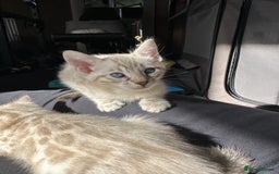 Bengal cats for sale: Snow lynx bengal kittens - Image 1