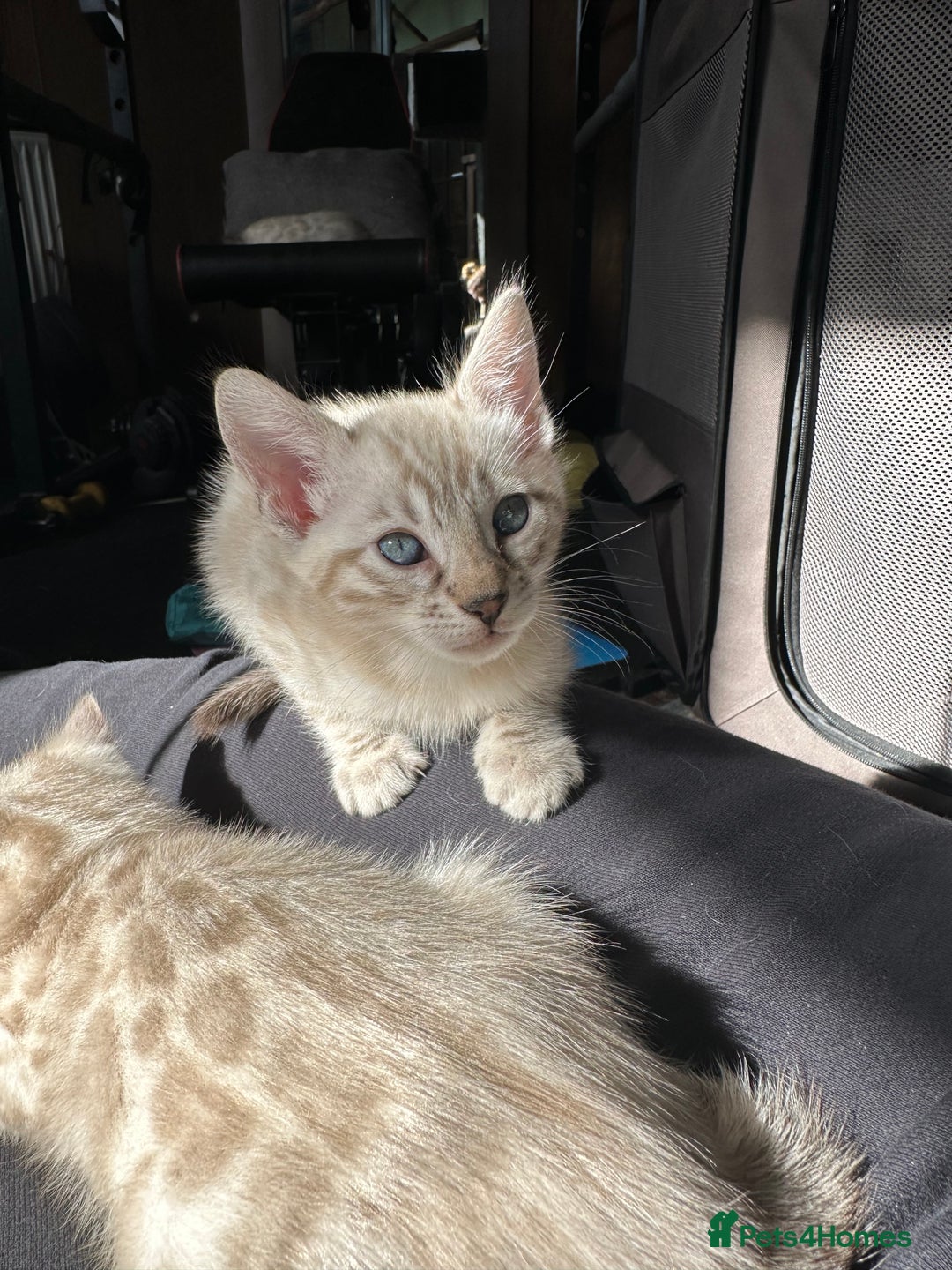 Bengal cats for sale: Snow lynx bengal kittens - Image 1