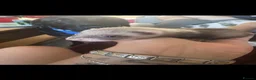 Ferret rodents for sale: Lovely male ferrets - Advert 7