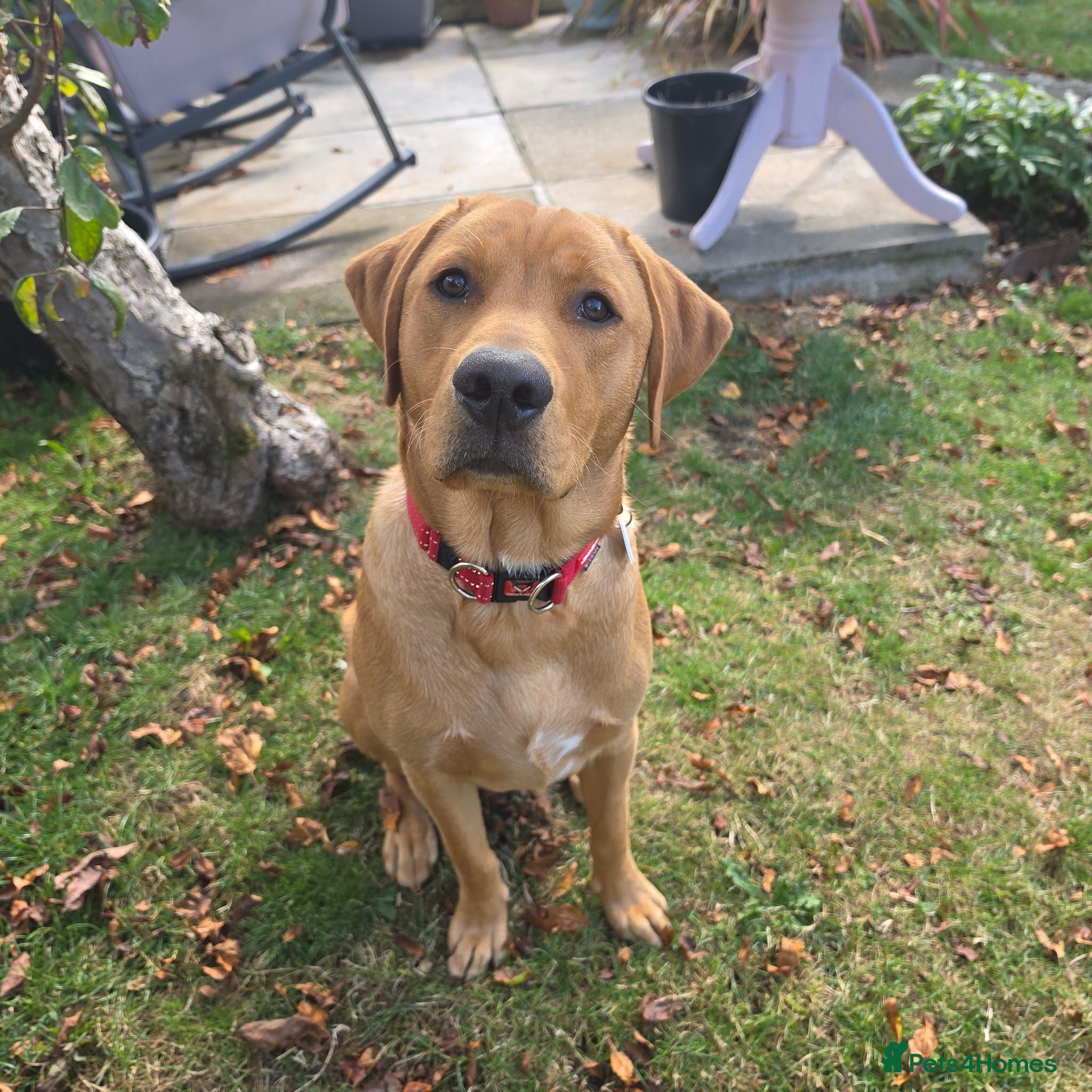 Labrador Retriever dogs Fox Red Labrador - Advert 2