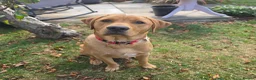 Labrador Retriever dogs for sale: Fox Red Labrador in Scarborough - Advert 1