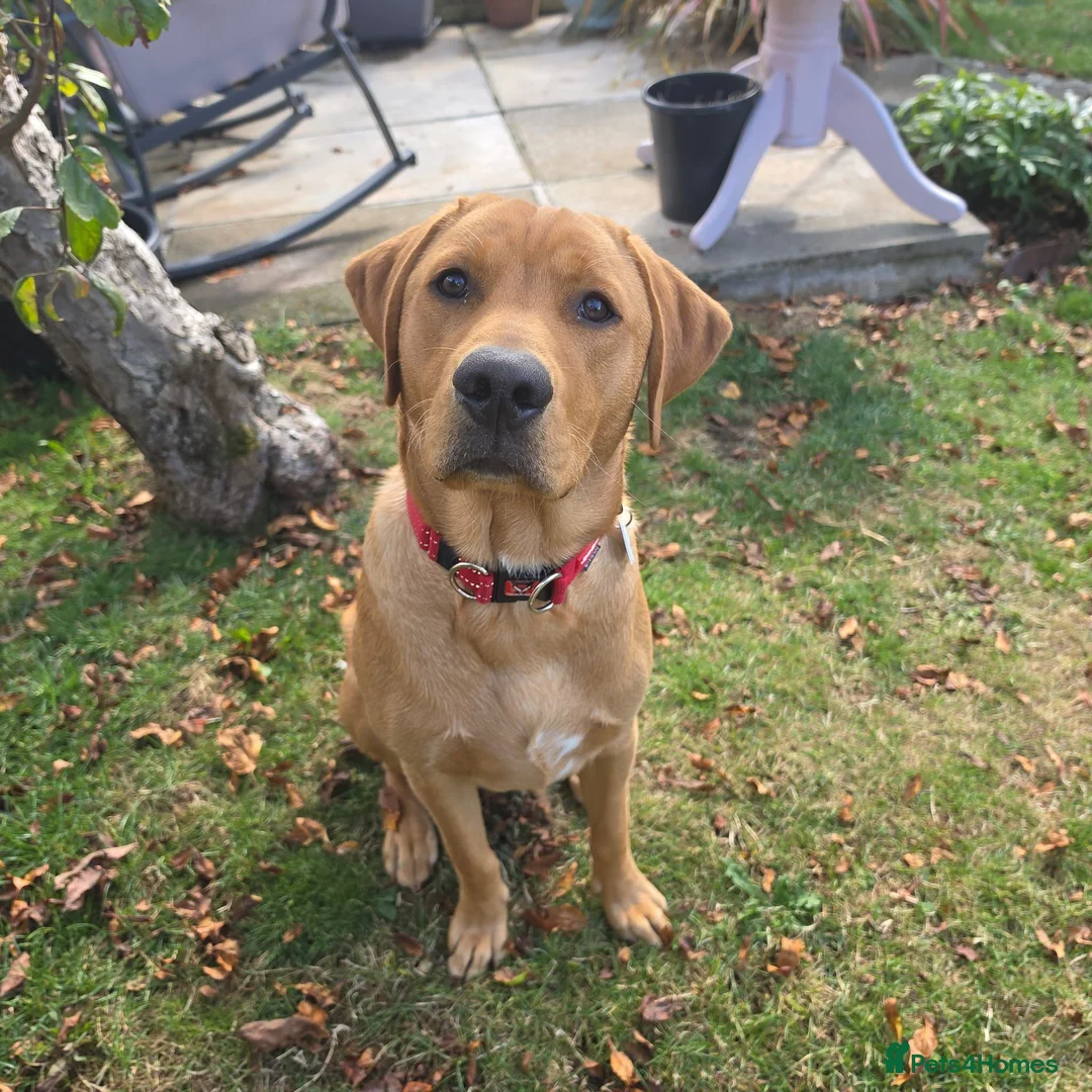 Labrador Retriever dogs for sale: Fox Red Labrador in Scarborough - Advert 1