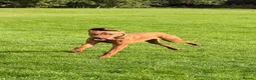 Hungarian Vizsla dogs for sale: 6 months old  - Advert 1