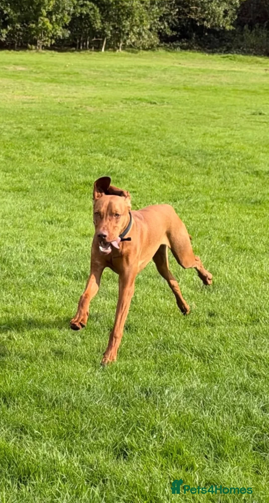 Hungarian Vizsla dogs for sale: 6 months old  - Advert 1