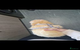 Ferret rodents for sale: 2 Male Albino Ferrets With Everything  - Image 17