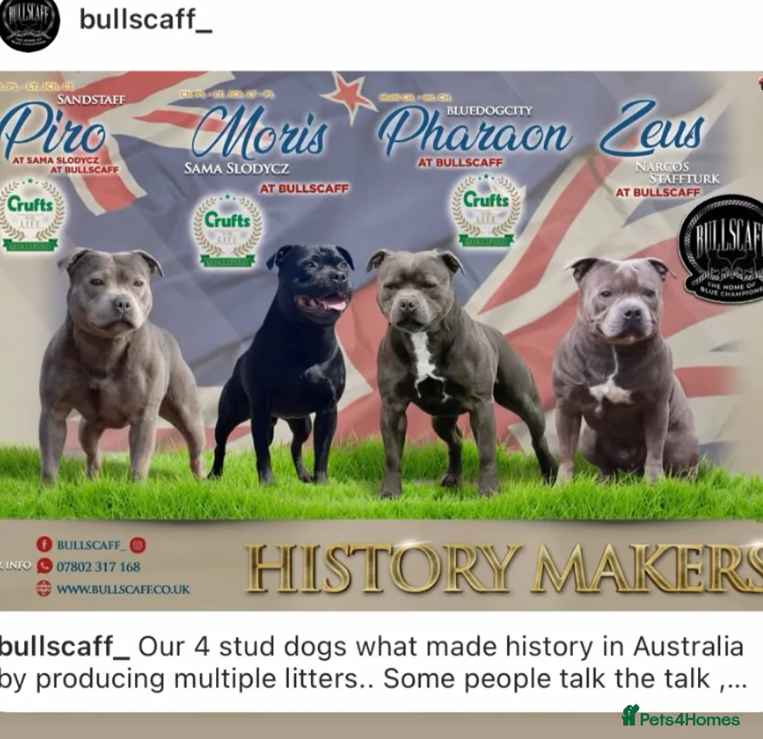 Staffordshire Bull Terrier dogs for sale: KC Blue Staffordshire Bull Terrier Puppies SOLD - Advert 6