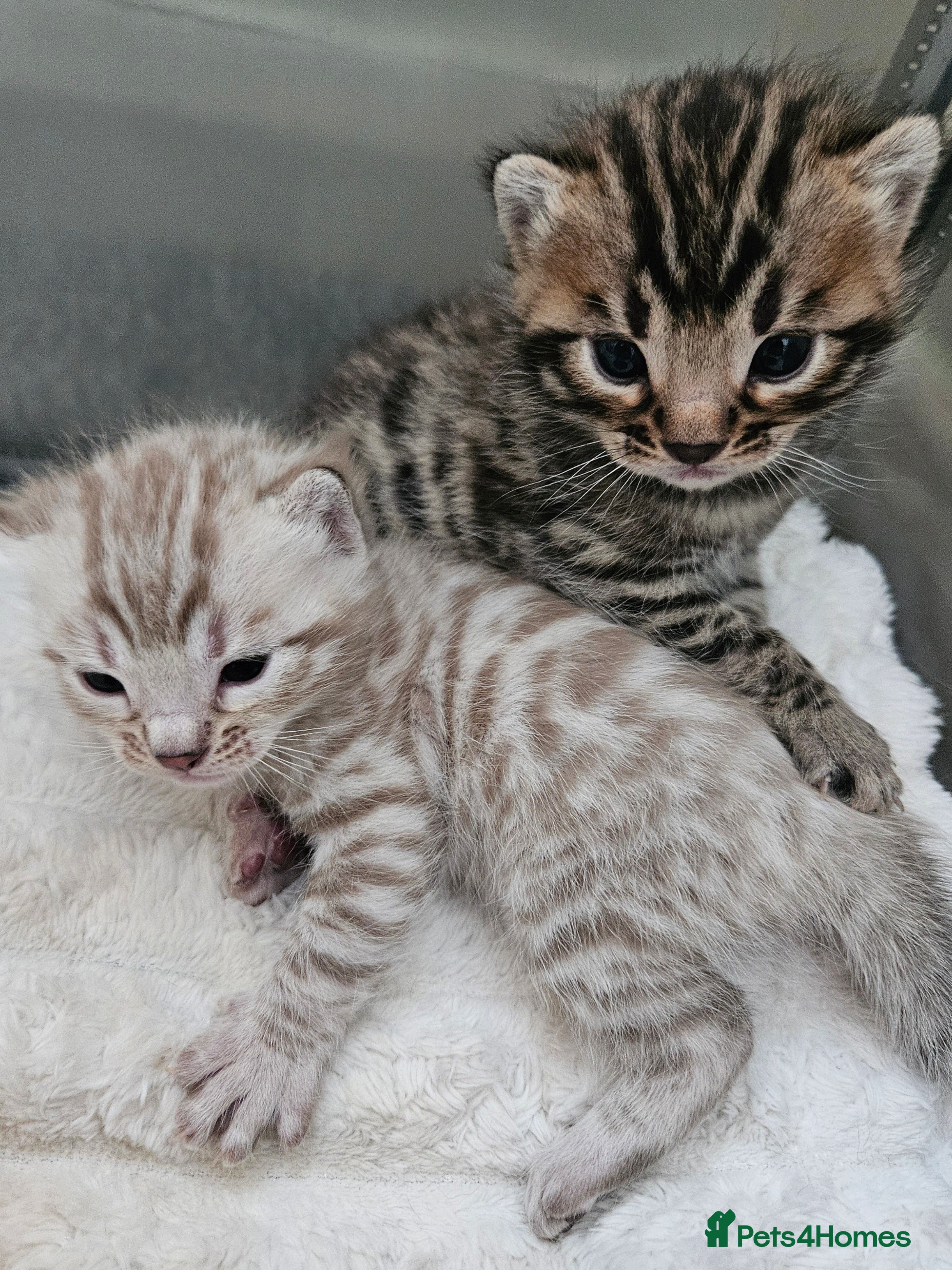 Bengal cats Stunning Bengal Kittens | TICA Registered - Advert 15