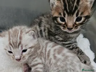 Bengal cats Stunning Bengal Kittens | TICA Registered - Advert 5