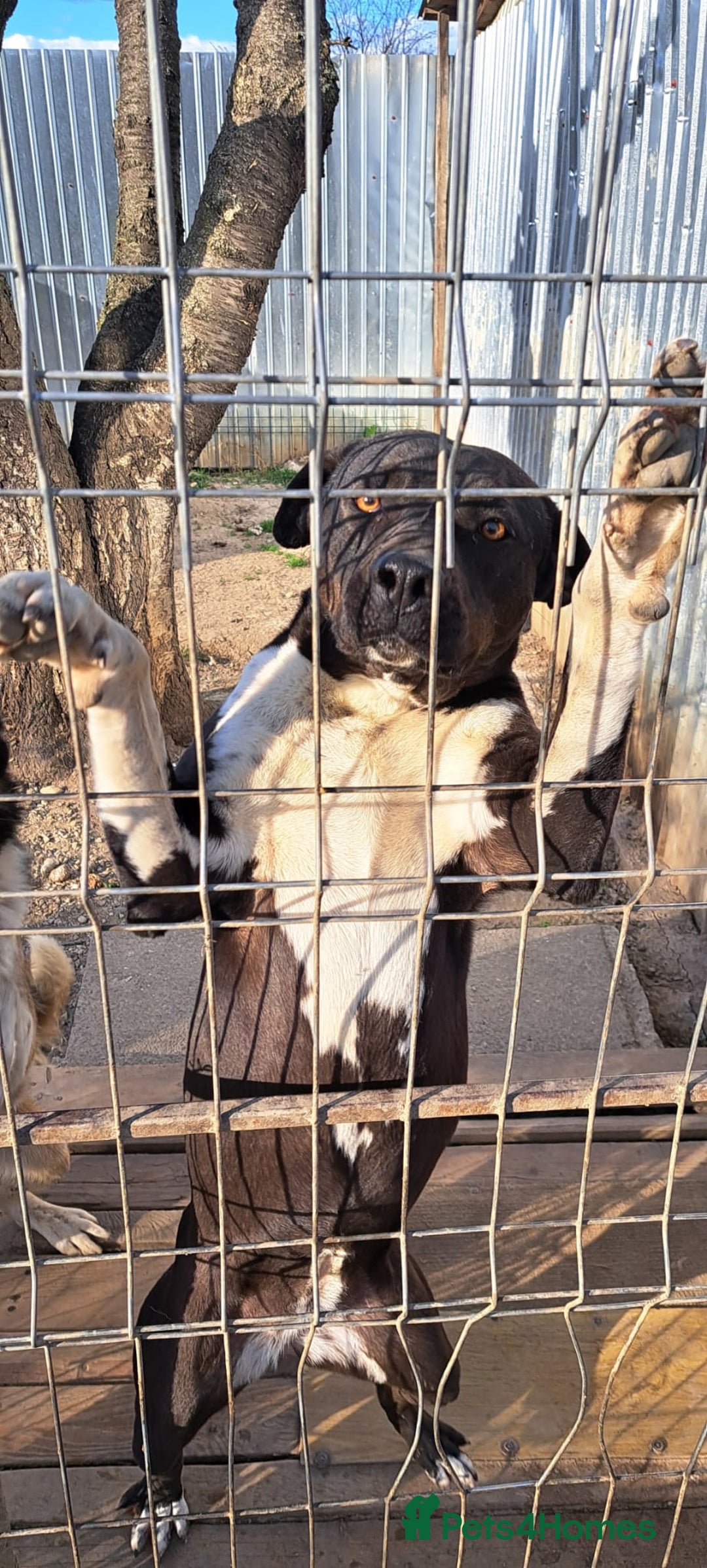 Mixed Breed dogs for adoption: LUCKY - a superb and gentle girl for a Loving Home - Image 5