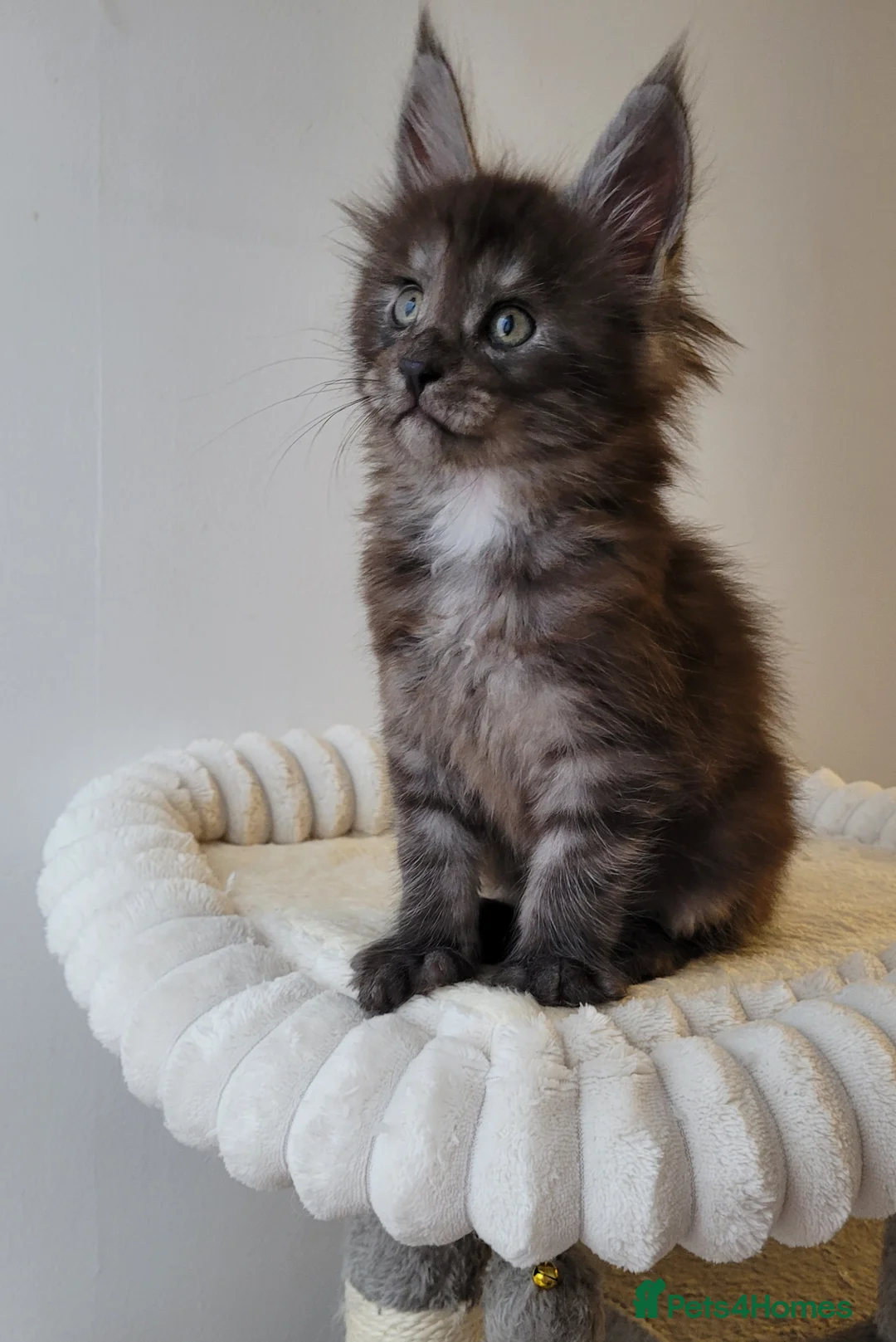 Maine Coon cats for sale: Tica registered Maine coon kittens  - Advert 12