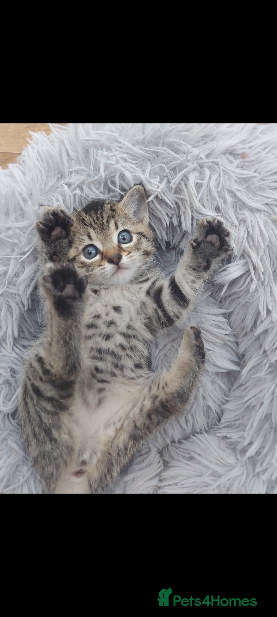 Mixed Breed cats for sale: Beautiful kittens 🥰 - Advert 24