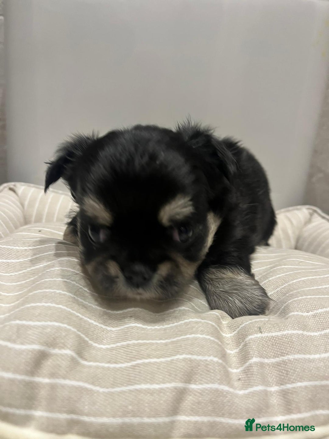 Chihuahua dogs for sale: 🩵💙 Very FLUFFY BOY Chihuahua 💙🩵 - Advert 4