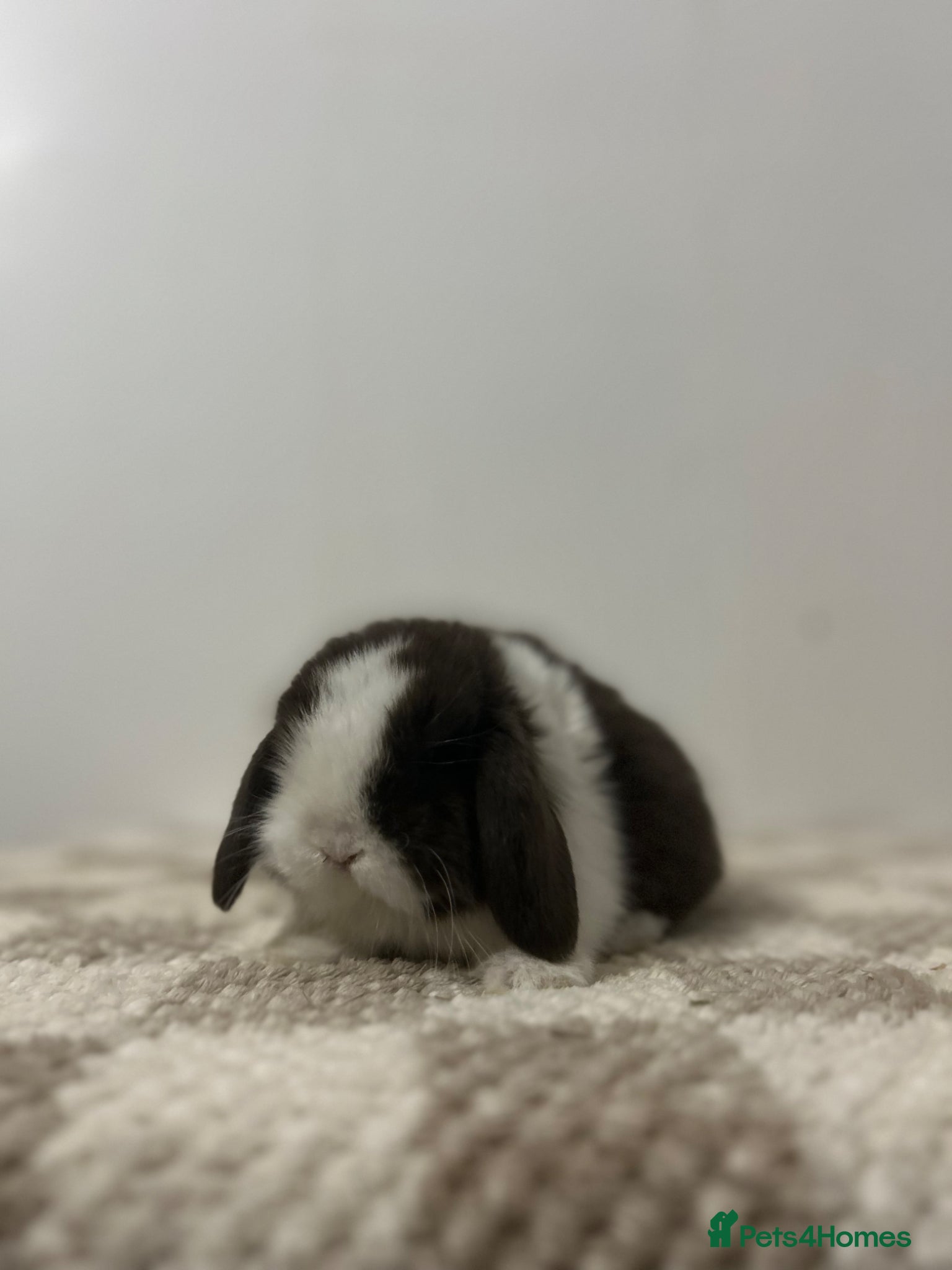 Mini Lop rabbits Minilop Babies To Reserve - Advert 1
