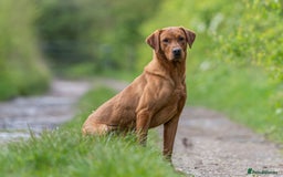 Labrador Retriever dogs for sale: Beautiful KC Fox Red Labrador puppies  - Advert 6