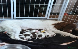 English Springer Spaniel dogs for sale: Springer spaniel puppies for sale - Image 4