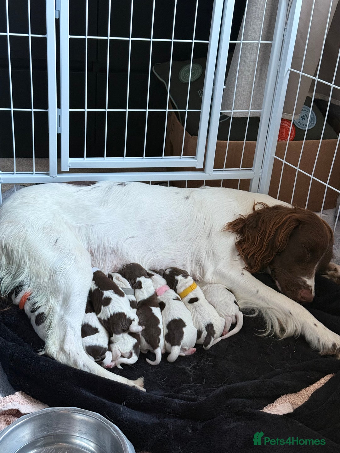 English Springer Spaniel dogs for sale: Springer spaniel puppies for sale - Image 4