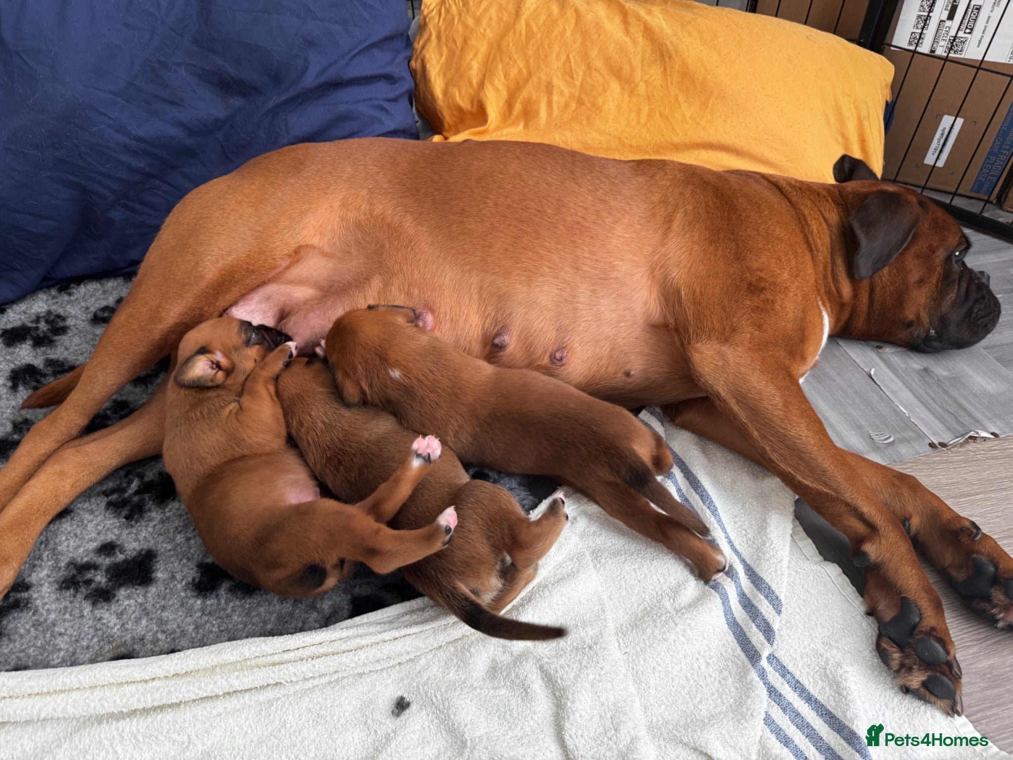 Boxer dogs charthaihen boxers - Advert 3