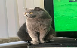 British Shorthair cats for sale: Beautiful Blue British Shorthair Queen  - Image 2