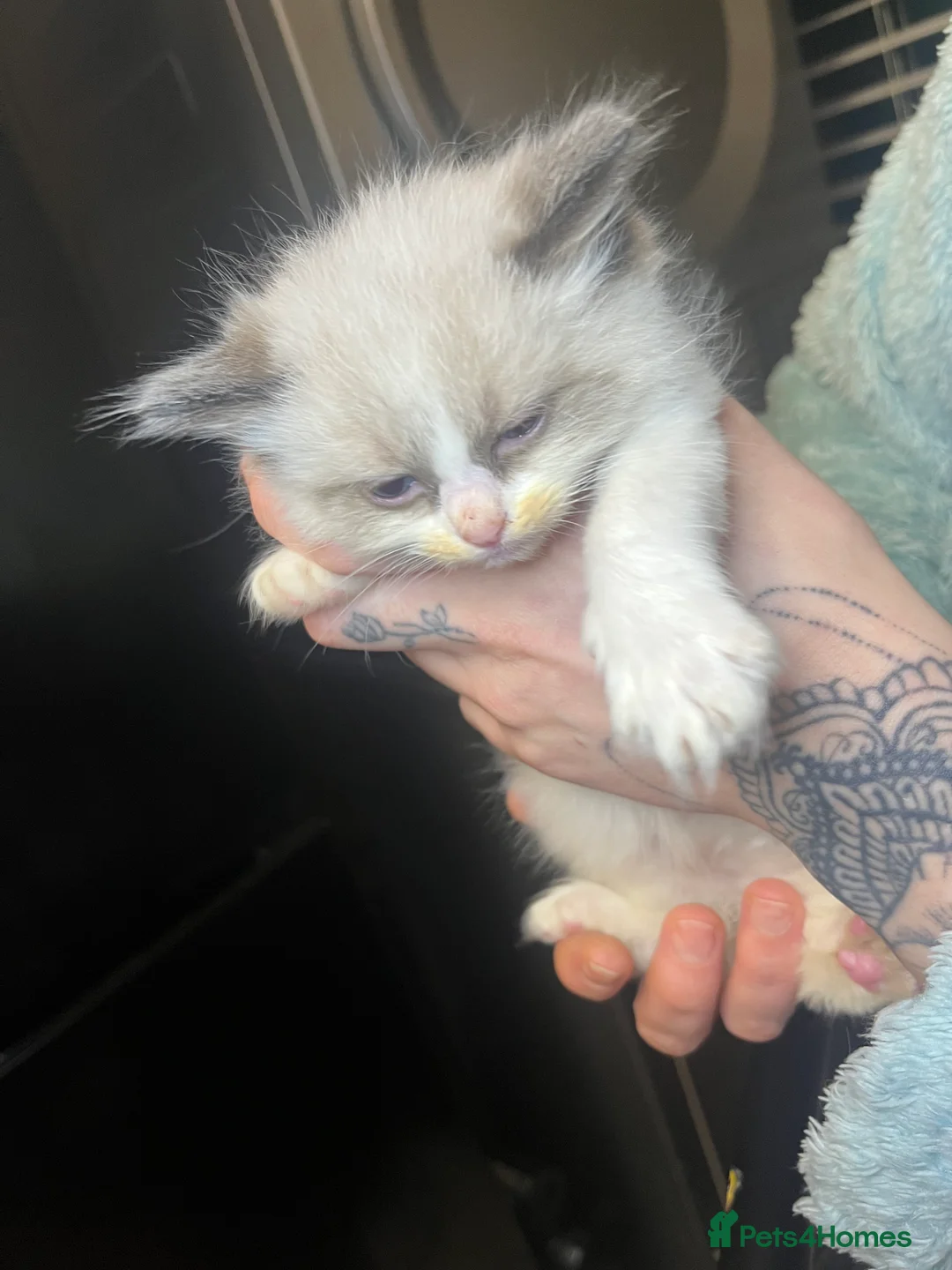 Ragdoll cats for sale: Beautiful Ragdoll boy  - Advert 5