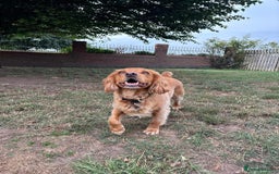 Cocker Spaniel dogs for adoption: Handsome & loyal REGGIE needs a new Loving Home - Image 4