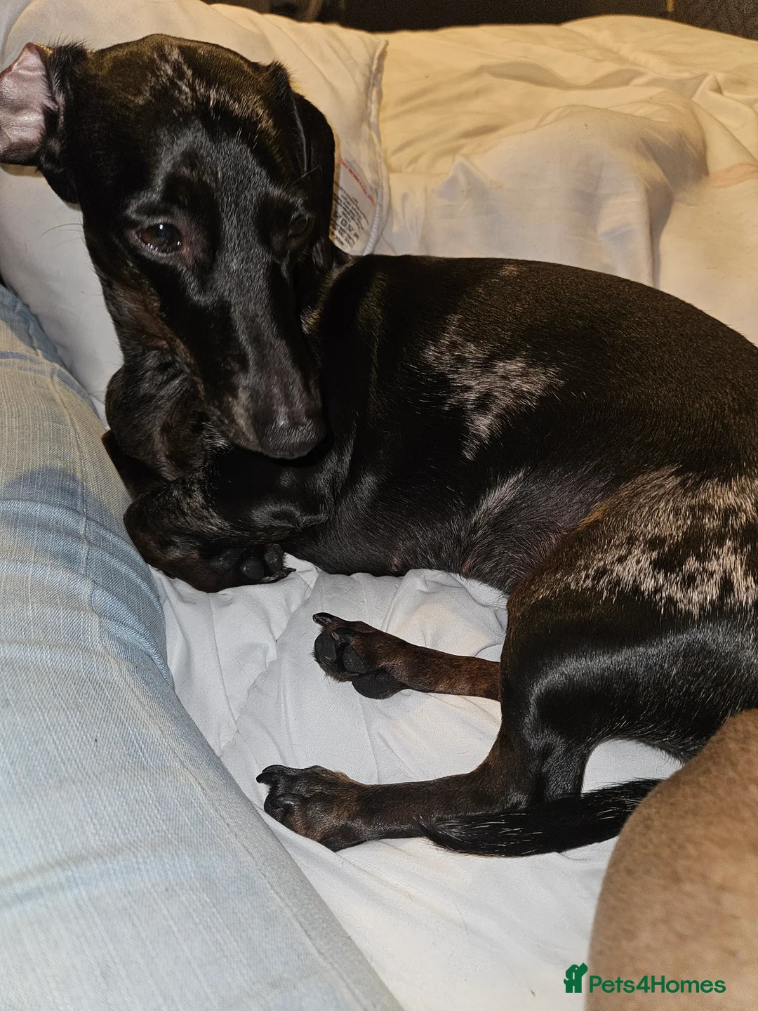 Dachshund dogs for sale: Lexi  in Hull - Advert 2