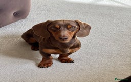Miniature Dachshund dogs for stud: KC reg Mini Chocolate & tan STUD,Proven,PRA clear - Image 3