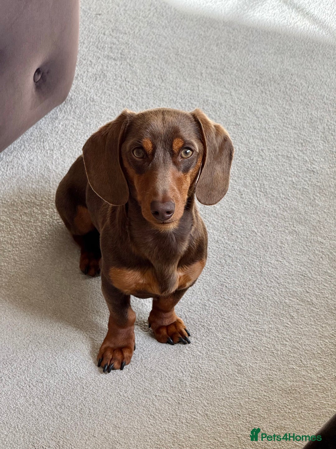 Miniature Dachshund dogs for stud: KC reg Mini Chocolate & tan STUD,Proven,PRA clear - Image 3