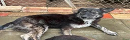 Mixed Breed dogs for adoption: Greyson - Norwich Norfolk  - Advert 4
