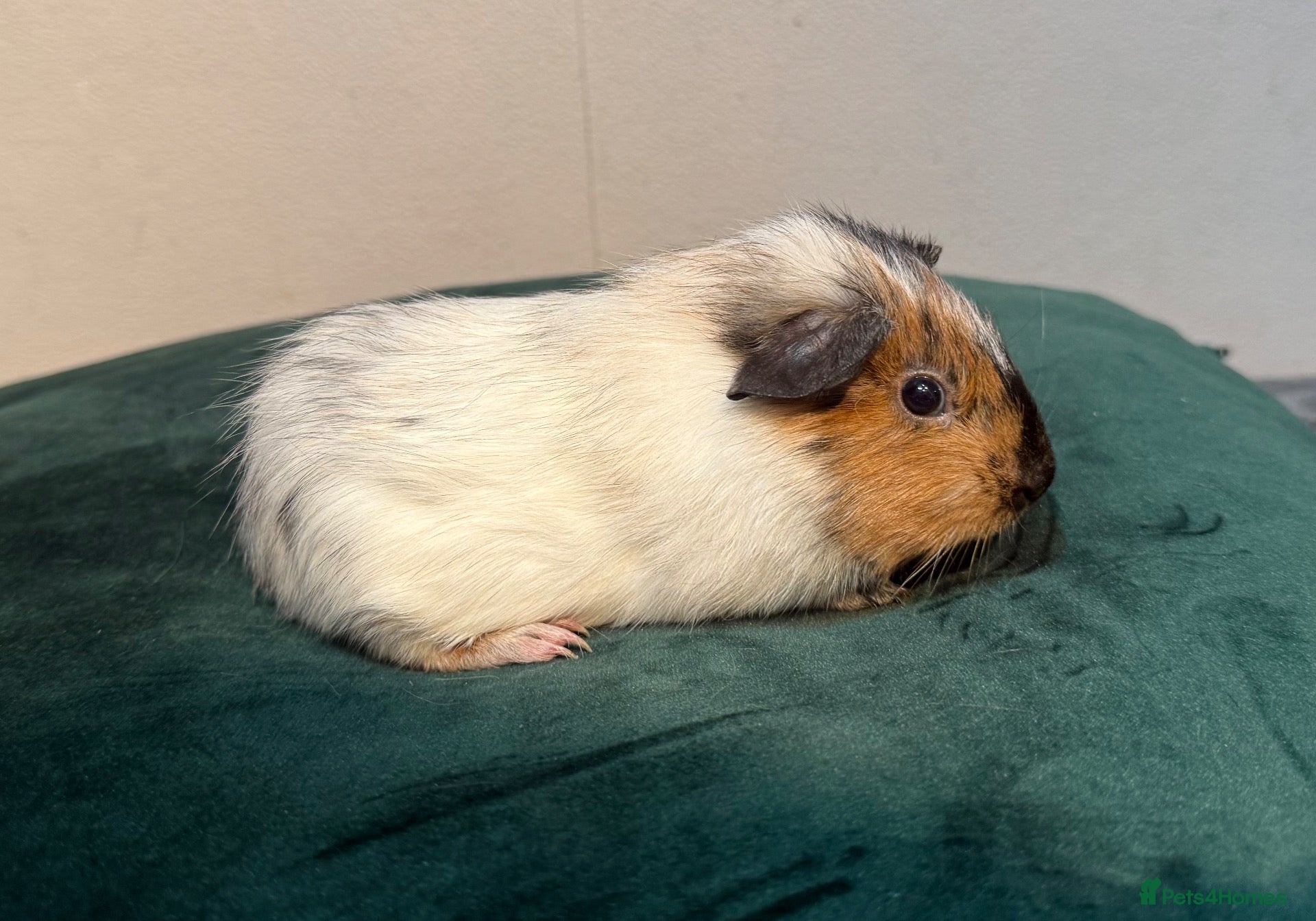 Guinea Pig rodents Male Baby Guinea Pigs - Advert 15