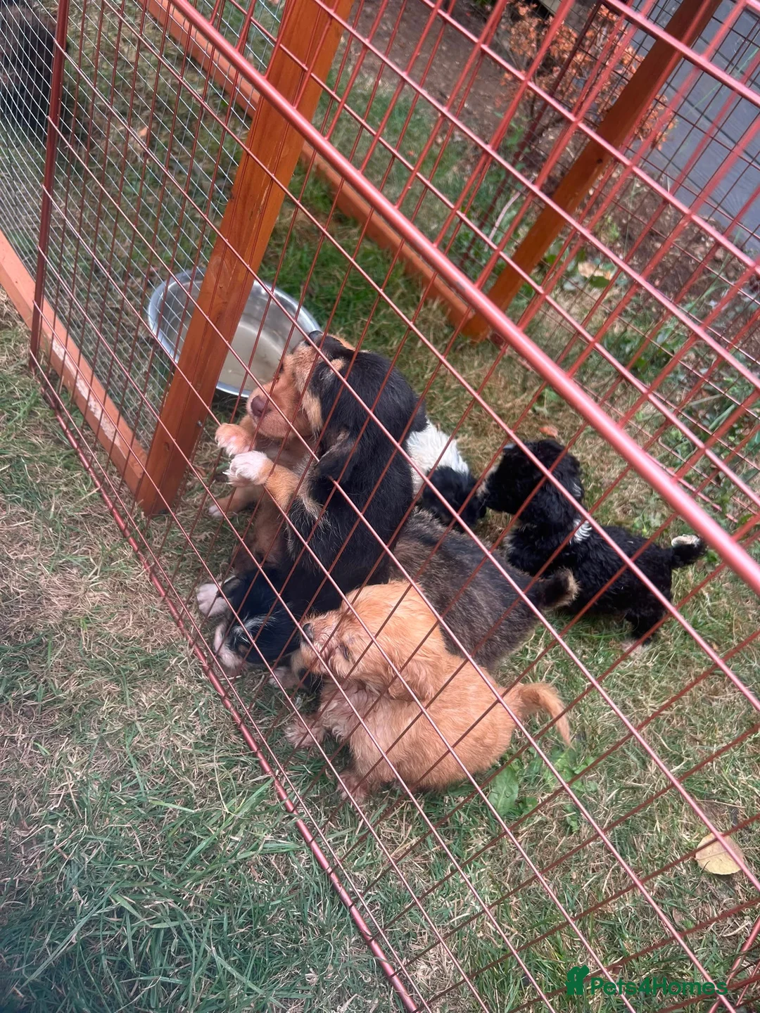 Scottish Terrier dogs for sale: Beautiful Scottish terriers  in Bedford - Advert 6