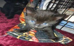 Mixed Breed cats for sale: Mixed breed kittens - Image 5