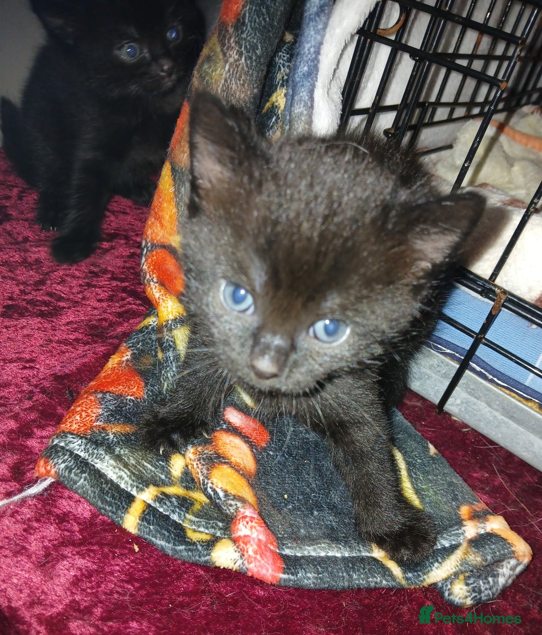 Mixed Breed cats for sale: Mixed breed kittens - Image 5