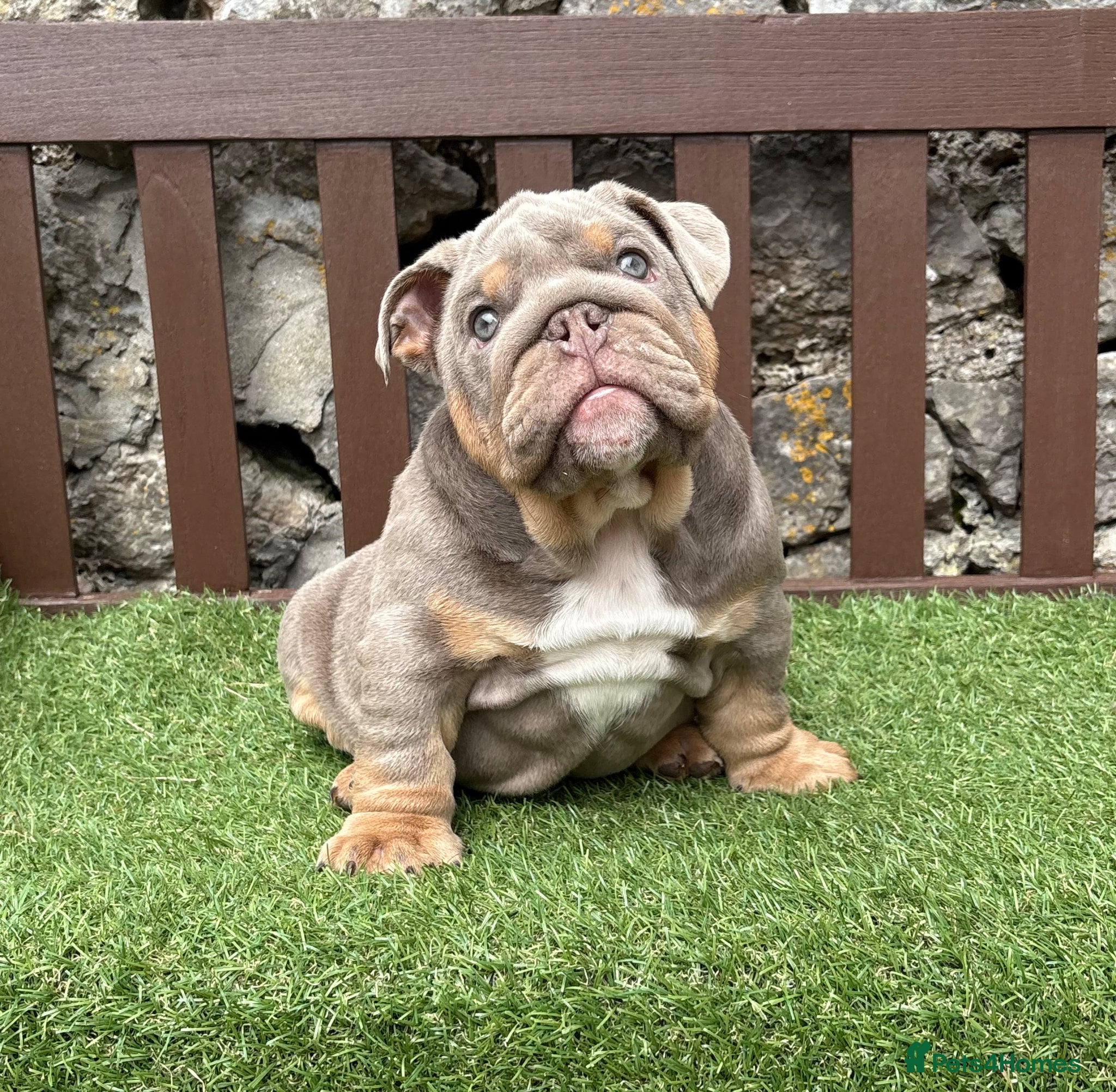 English Bulldog dogs KC Registered English bulldog puppies ready  💙❤️ - Advert 11