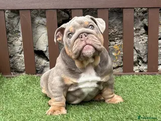 English Bulldog dogs KC Registered English bulldog puppies ready 💙❤️ - Advert 11