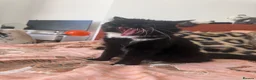 British Longhair cats for sale: Cat for rehoming  - Advert 5