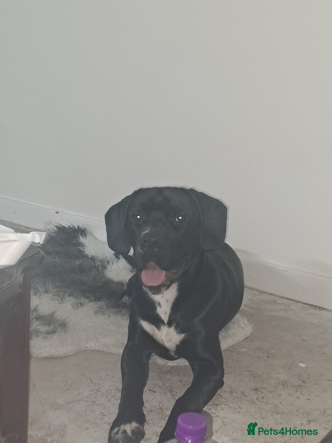 Mixed Breed dogs for sale: Oakley - Advert 5